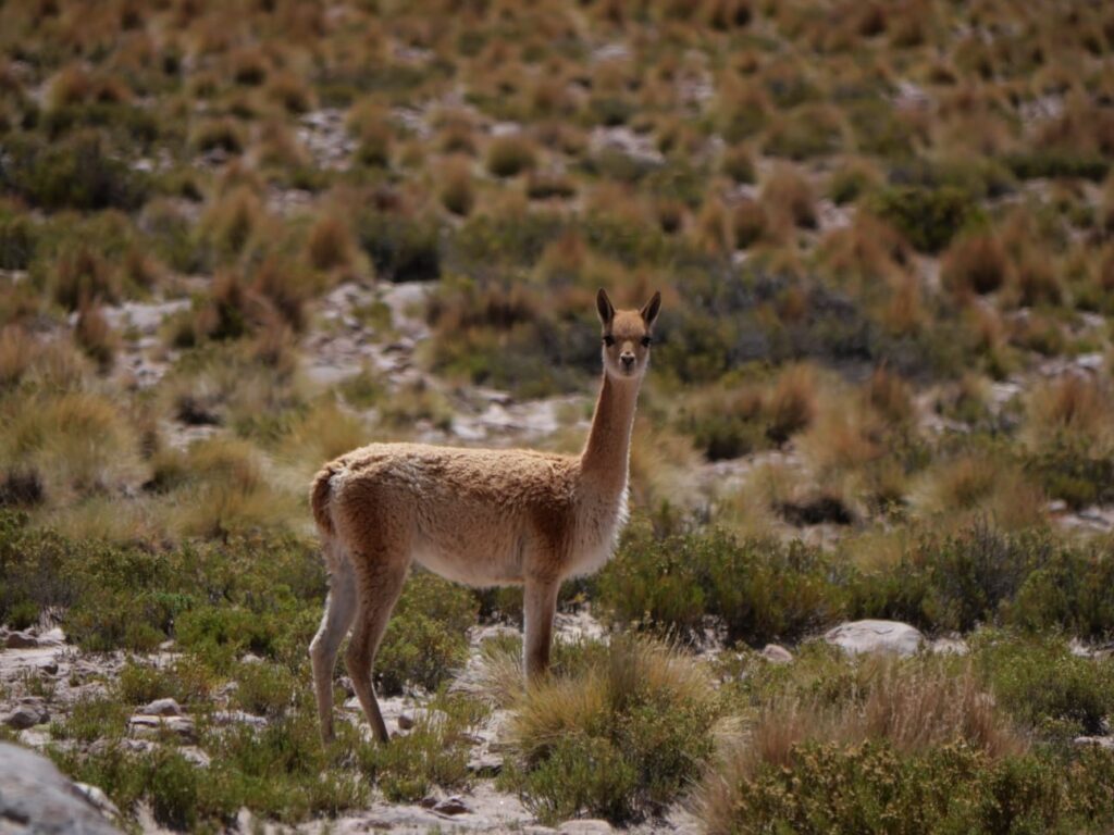 vicuña