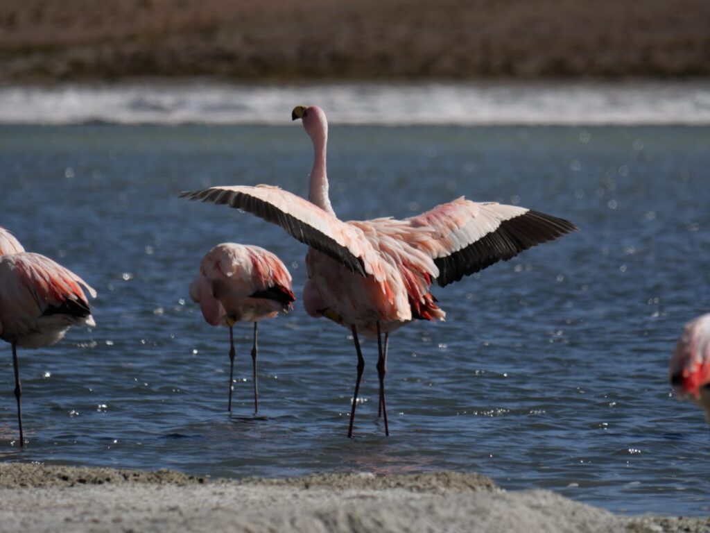 flamencos