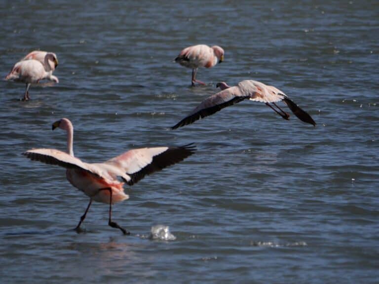 flamencos