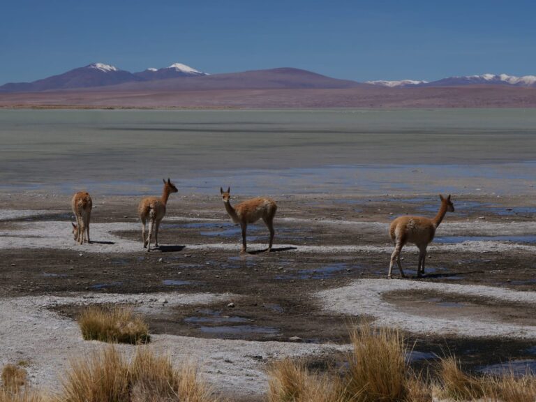 VICUÑAS