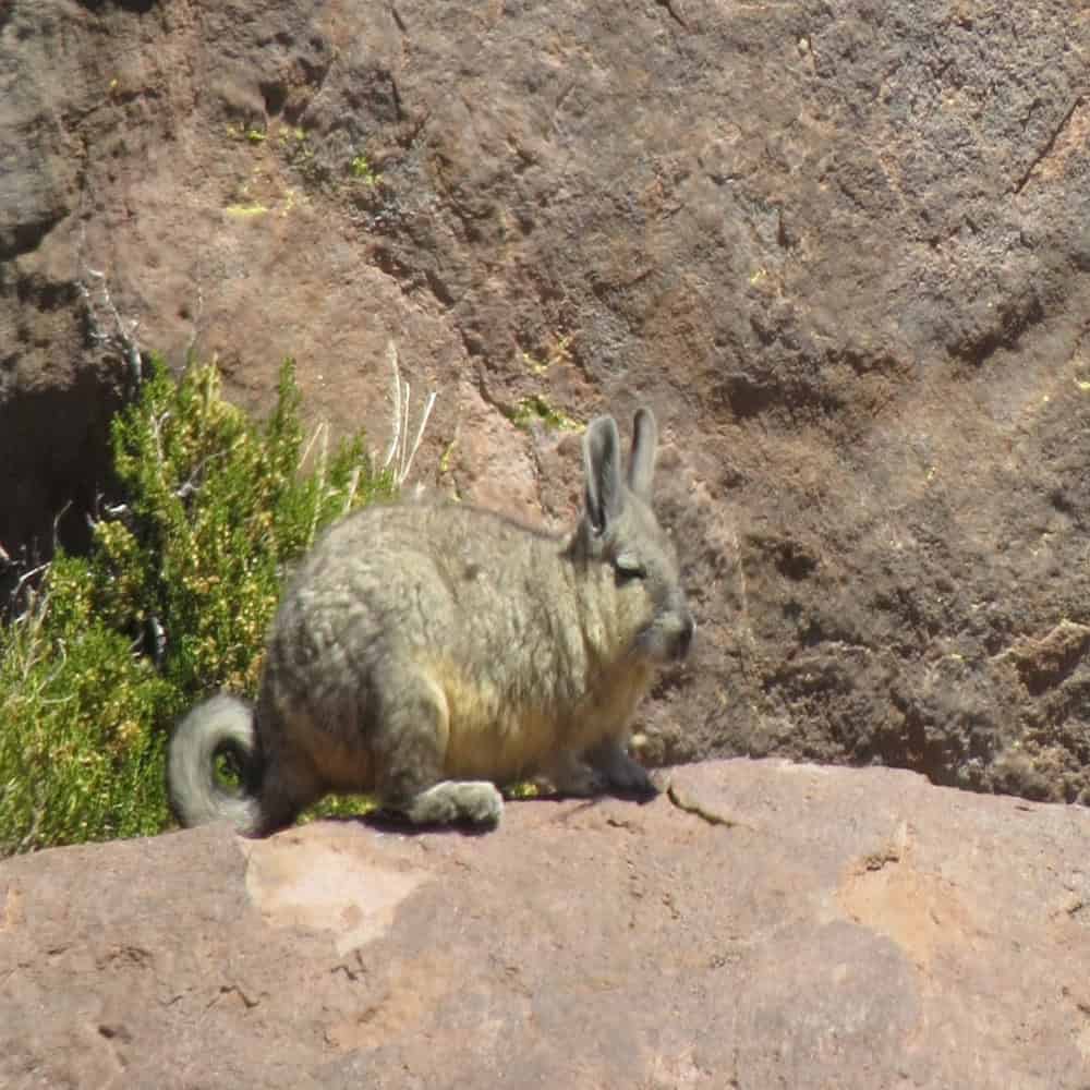 Tierra de los Lipez