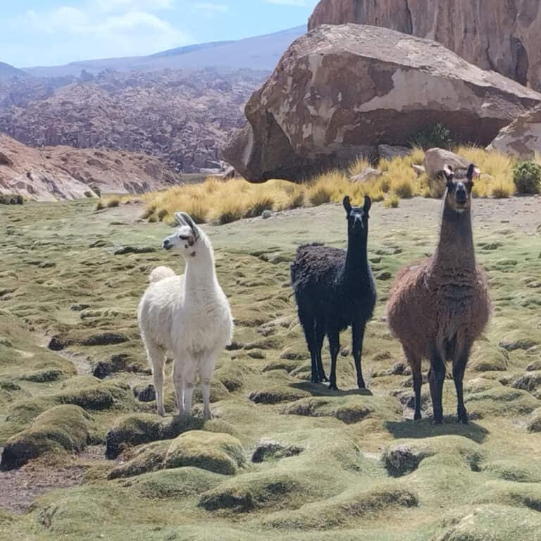 Costumbres como el pastoreo de llamas